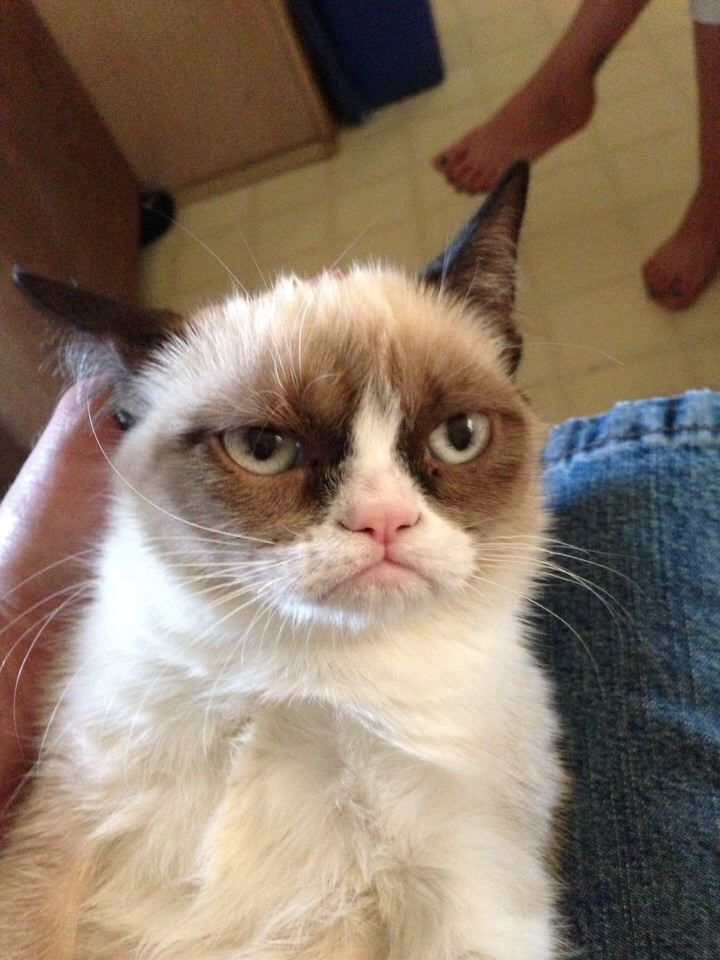 The grumpy cat meme