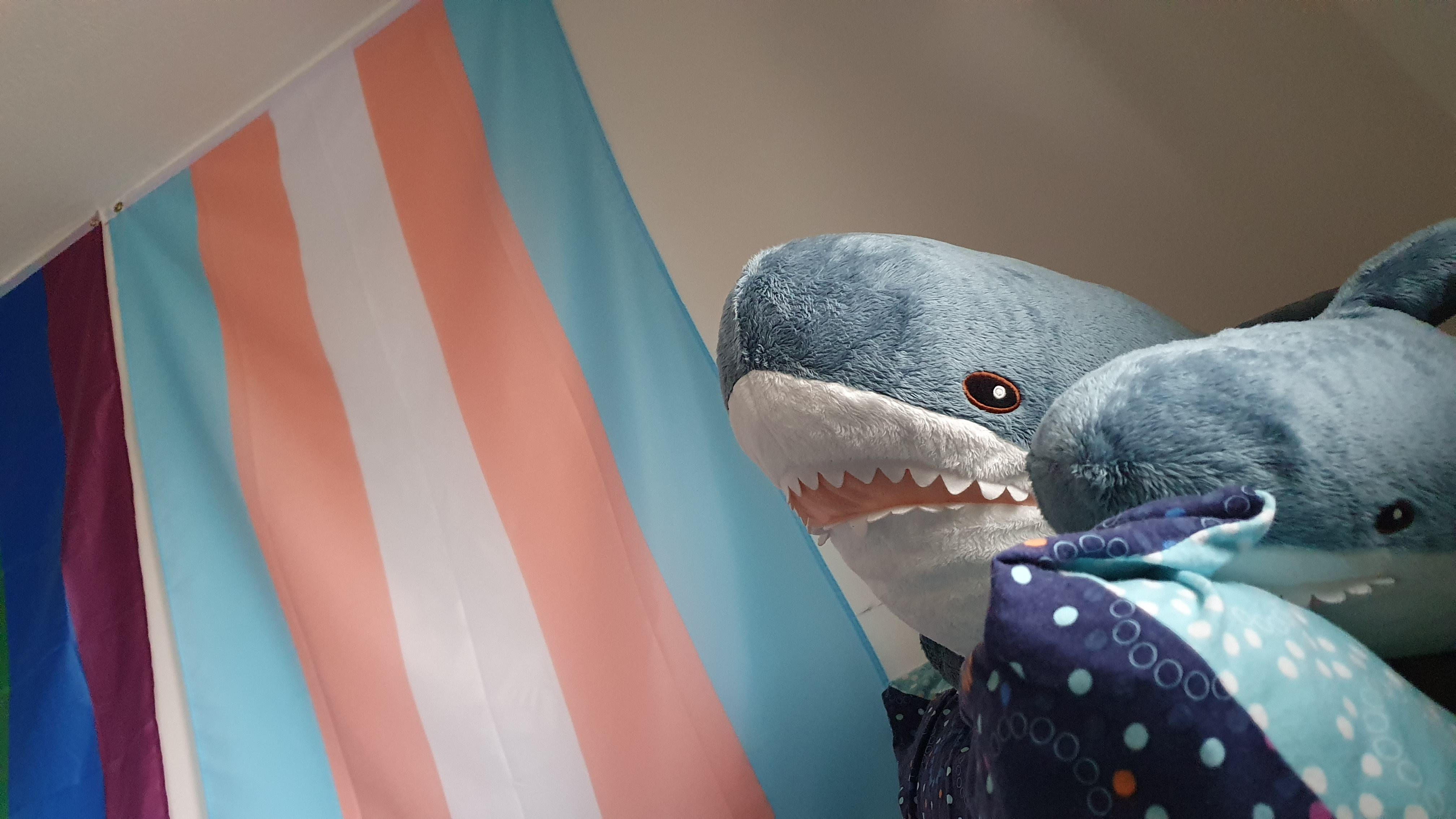 My guess is that it's because the colors of the plushy (blue top, white bottom, rose mouth) matches the colors of the trans flag.