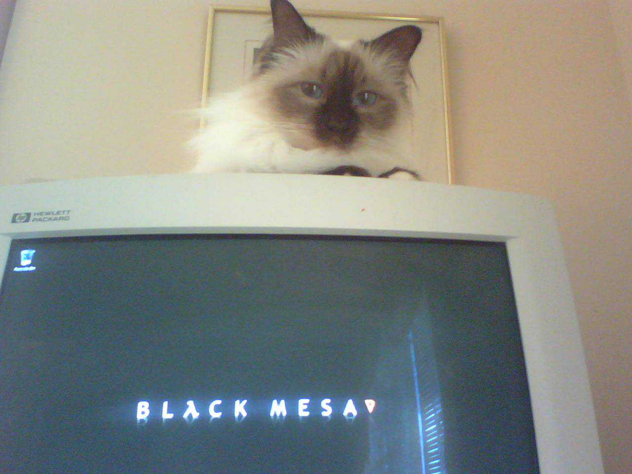 A white Birman cat sitting on top of an old boxy white computer monitor. The monitor's desktop background says "Black Mesa".