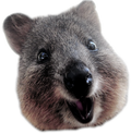 quokka-smile